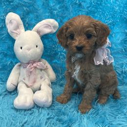 Rosie - Blenheim female Cavapoo puppy in Taft, Tennessee from Knight Pups