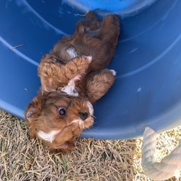 Cavapoo and Shihpoo Puppies from Haus of Doodles
