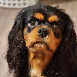 KYLIE - Cavalier King Charles Spaniel