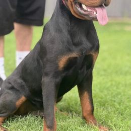 Rottweiler Puppies from Midnight Rottweilers