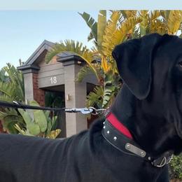 Cane Corso from Ruben Cane Corso