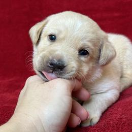 Seventh born pup - Yellow female Labrador Retriever puppy in Antwerp, Ohio from Clark’s Loyal Labradors