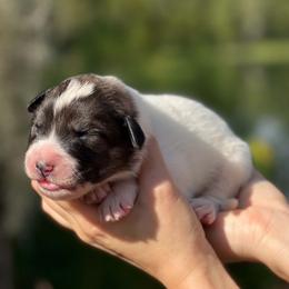 Axl - White and gray male Great Pyrenees puppy in Sarasota, Florida from Sunquest Great Pyrenees