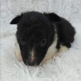 Briar - Black and white male Shetland Sheepdog puppy in Central City, Kentucky from Hope's Heart Shelties