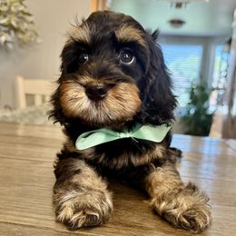 Dobie - Black and tan male Cockapoo puppy in Roseville, California from Darby Park Doodles