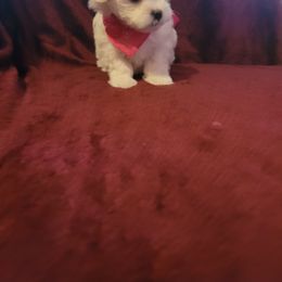 Girl 2 - White Maltese puppy in Kinder, Louisiana from Bourque Maltese