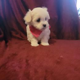 Girl 2 - White Maltese puppy in Kinder, Louisiana from Bourque Maltese