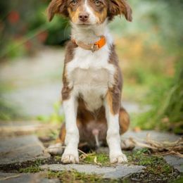 Orange - Red tri-color male Aussiedoodle puppy in Grants Pass, Oregon from Woodwind Miniatures