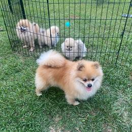 Brienne - Pomeranian