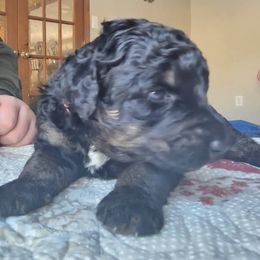 Bernedoodle Puppies from Joyful Pastures Homestead