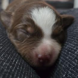Bulma - Red tri female Miniature Australian Shepherd puppy in Arlington, Texas from CopperHead Aussies