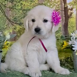 Burgundy - Light golden female Golden Retriever puppy in Salem, Ohio from Golden Pride Retrievers