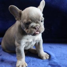 French Bulldog Puppies from R & S Frenchies