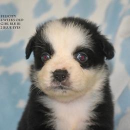 Felicity - Black & white female Miniature Australian Shepherd puppy in Patterson, North Carolina from DreamLine Aussies