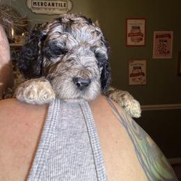 Boy 2 - Merle male Goldendoodle puppy in Petersburg, West Virginia from Wv Diva Doodles