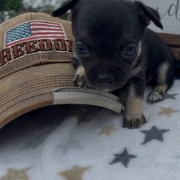 Lee Lee aka Virginia - Black and tan female Chihuahua puppy in Harlan, Iowa from Home Grown Chihuahuas From Iowa