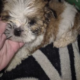 Male 1 - Brindle male Shih Tzu puppy in Trout, Louisiana from Magnolia Farm's LLC