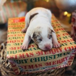 Trix x Latch - Girl7 - Red merle - White and red merle female Border Collie puppy in Minden, Iowa from Rocking N Registered Border Collies & Labradors