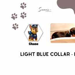 Bernese Mountain Dog Puppies from Summer's Berners