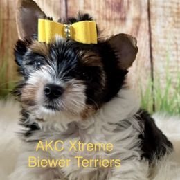 Xtreme Adorable Boy - Black tan and white male Biewer Terrier puppy in Jonestown, Pennsylvania from AKC Xtreme Biewer Terriers...