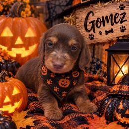 Gomez - Black and tan male Dachshund puppy in Price, Utah from Smiling Dog Dachshunds