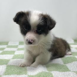 Cosmo (brindle) - Brindle and white male American Corgi puppy in Waco, Texas from The Comma Corgis