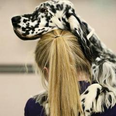 English Setters from Diane Bauer-Pisani's English Setters