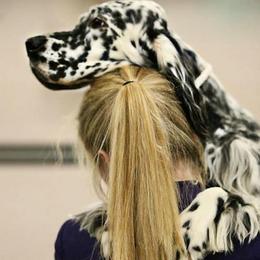 English Setters from Diane Bauer-Pisani's English Setters