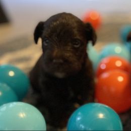 Miniature Schnauzer Puppies from Booms baby