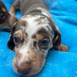 Rex - Dapple male Dachshund puppy in Sarah, Mississippi from White's Mississippi Doxies