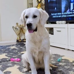 Brie - Golden Retriever