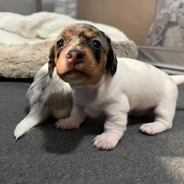 Dachshund Puppies from Schön Duchshund