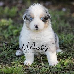 Dixie - Blue merle female Australian Shepherd puppy in Olivehurst, California from Double M Aussies