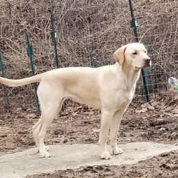 Beans - Labrador Retriever