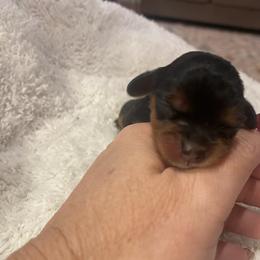 Gus - Black and tan male Cavalier King Charles Spaniel puppy in London, Arkansas from Frosty’s Cavaliers