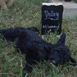 Goldendoodles, Golden Retrievers, and Poodles from Oval Office Therapy Dogs, Inc.