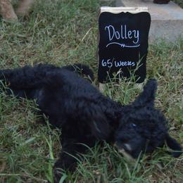 Goldendoodles, Golden Retrievers, and Poodles from Oval Office Therapy Dogs, Inc.