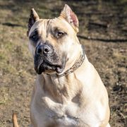 Perro de Presa Canarios from Presa Canario Champions