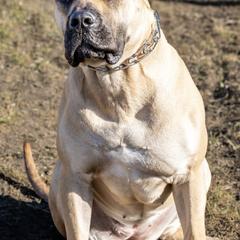 Perro de Presa Canarios from Presa Canario Champions