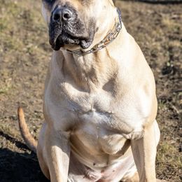 Perro de Presa Canarios from Presa Canario Champions