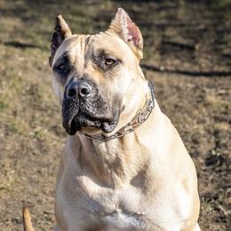 Perro de Presa Canarios from Presa Canario Champions