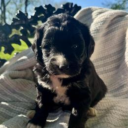 Sophie Boy 5 - Black and white male Bernedoodle puppy in Russiaville, Indiana from Pleasant Creek Minibernedoodles