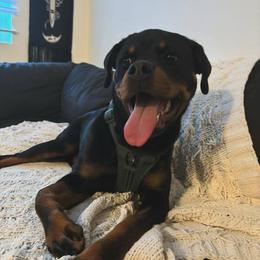 Carma - Rottweiler