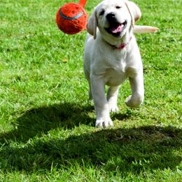 Labrador Retriever Puppies from Howard English Labradors