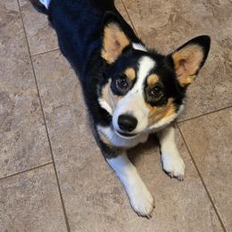 Pembroke Welsh Corgi Puppies from LTT Corgis
