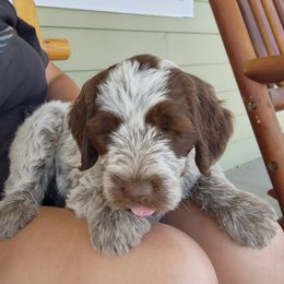 Wirehaired Pointing Griffon Puppies from Idaho Wirehaired Pointing Griffons