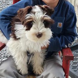 Miniature Schnauzers from ROYAL PUPS - THRONEBERRY FAMILY FARMS