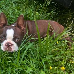 Antjie - Boston Terrier