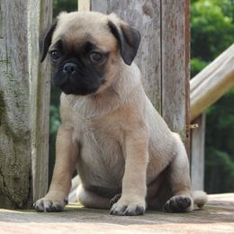Casper ( 1500) - Fawn male Pug puppy in Fall Creek, Wisconsin from Heartville Pugs