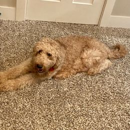 Pebby - Goldendoodle